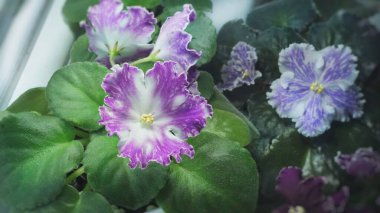 Violet stands by the window, on the windowsill in sunlight, flowering, side view
