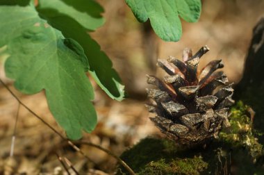 Cones in the forest on the ground