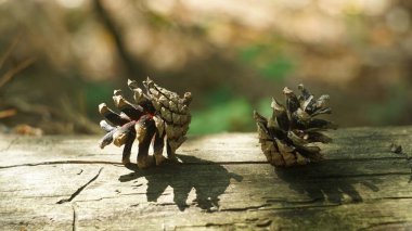 Cones in the forest on the ground