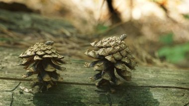 Cones in the forest on the ground