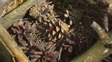Cones in the forest on the ground