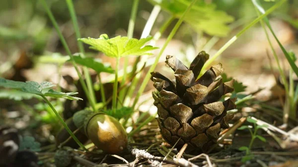Cones in the forest on the ground