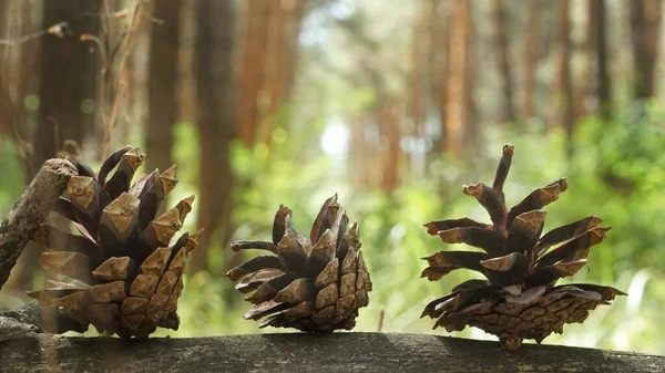 Cones Forest Ground — Stockfoto