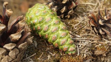 Green pine cone in the forest on the ground