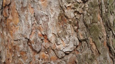 Texture of pine, fir tree, tree