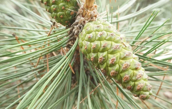 Green Pine Cone Forest Ground — Fotografia de Stock