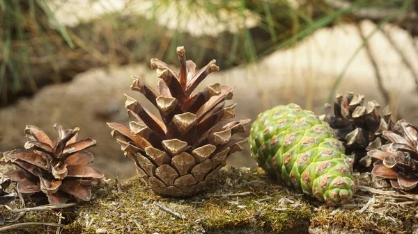 Green Pine Cone Forest Ground — Stockfoto