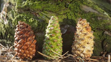 Ormanda çam kozalakları