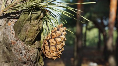 Ormanda çam kozalakları