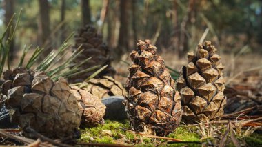 Ormanda çam kozalakları
