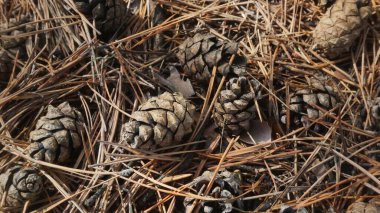 Ormanda çam kozalakları