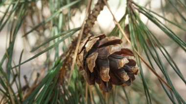 Ormanda çam kozalakları