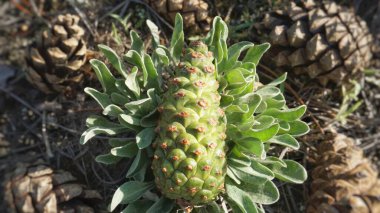 Ormanda çam kozalakları