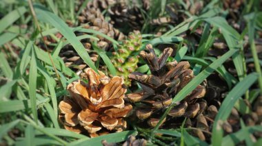 Ormanda çam kozalakları