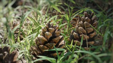 Ormanda çam kozalakları