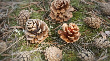 Ormanda çam kozalakları