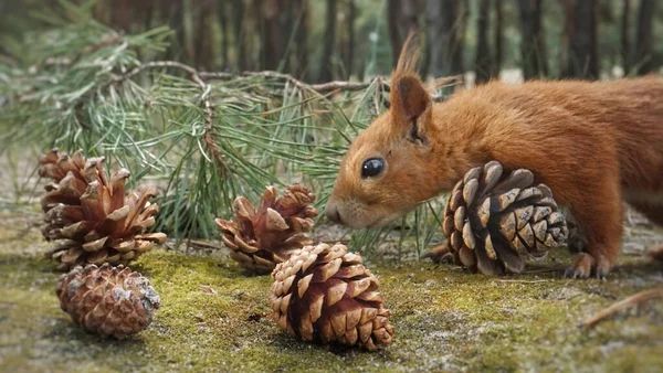 Pigne Nel Bosco — Foto Stock