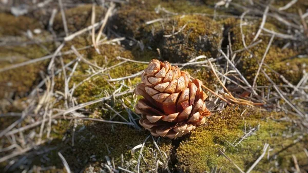 Cônes Pin Dans Forêt — Photo