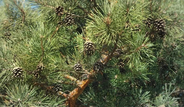 Cônes Pin Dans Forêt — Photo