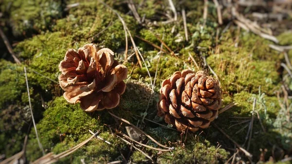 Cônes Pin Dans Forêt — Photo