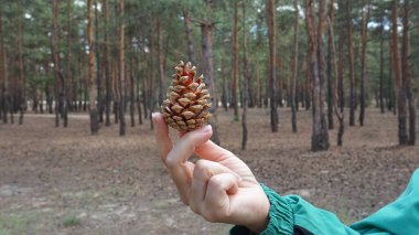 Ormanda çam kozalakları