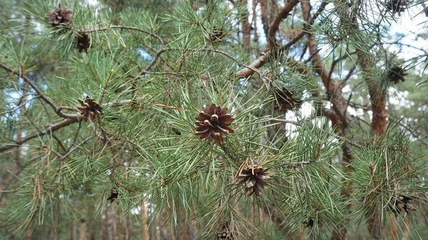 Tallkottar Skogen — Stockfoto