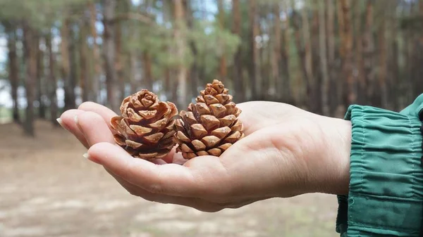 Pine Cones Forest — Stock Photo, Image