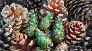 The texture of the cones, pine cones in the forest, a lot of multi-colored large cones lies on the ground in the forest, top view. Lots of green cones
