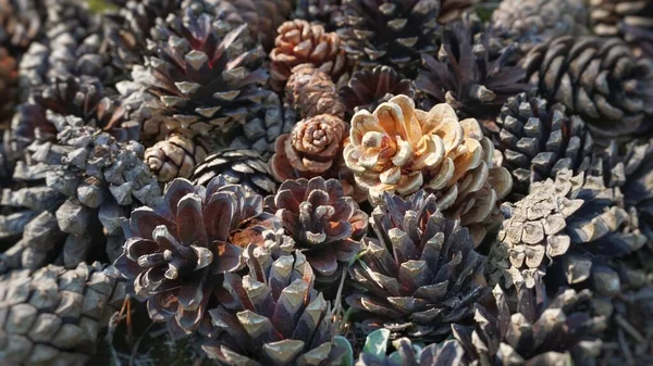 Texture Cones Pine Cones Forest Lot Multi Colored Large Cones —  Fotos de Stock