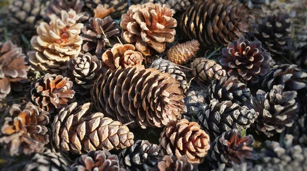 The texture of the cones, pine cones in the forest, a lot of multi-colored large cones lies on the ground in the forest, top view. Lots of green cones