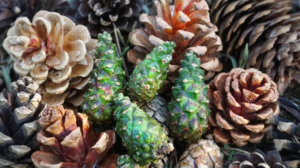 Texture Cones Pine Cones Forest Lot Multi Colored Large Cones — Stockfoto