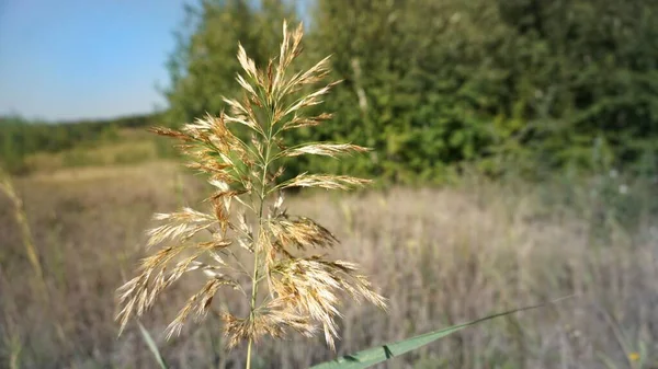 Wide Golden Lush Large Spikelet Stands Field Forest — Stockfoto