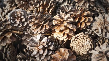 Birçok büyük kuru açık koni