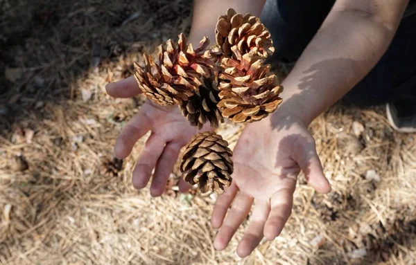 Woman female hands throw up, throw pine big open yellow orange cones at the top. in the air, man