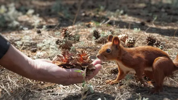 Uno Scoiattolo Nella Foresta Alla Ricerca Coni Noci Una Donna — Foto Stock