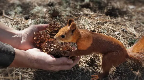 Squirrel Forest Looking Nut Cones Woman Female Hands Give Squirrel — Photo