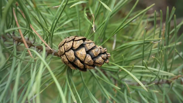 Cône Pin Sur Fond Herbe Verte — Photo