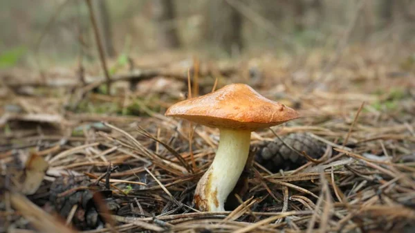 草丛中生长着一株浅褐色滑溜的奶油蘑菇 还有一个松果 — 图库照片