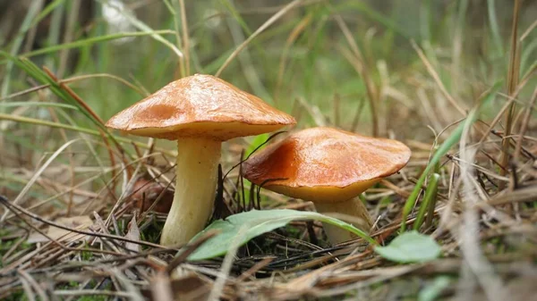 Close Van Een Paddestoel Het Bos — Stockfoto