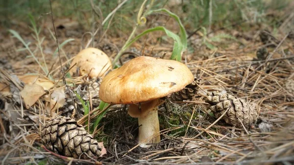 草丛中生长着一株浅褐色滑溜的奶油蘑菇 还有一个松果 — 图库照片