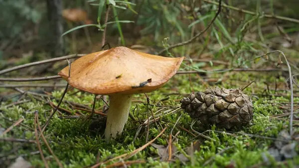 Champignon Brun Beurre Lisse Glissant Dans Herbe Pousse Dans Forêt — Photo