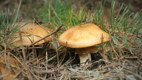 在森林的草地上生长着一束 许多浅褐色的光滑滑溜的蘑菇 — 图库照片