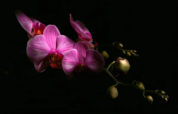 Flower — Stock Photo, Image