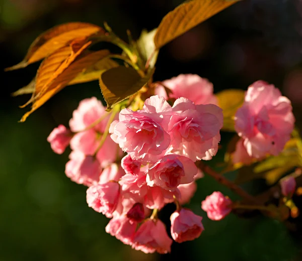 Flowers — Stock Photo, Image