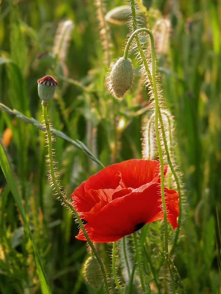 Nature — Stock Photo, Image