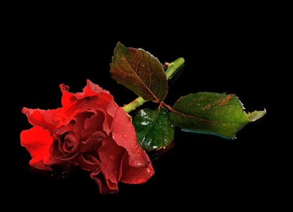 Red rose — Stock Photo, Image