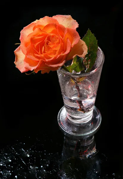 Orang rose — Stockfoto