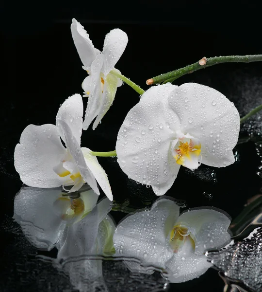 Белая красивая орхидея — стоковое фото