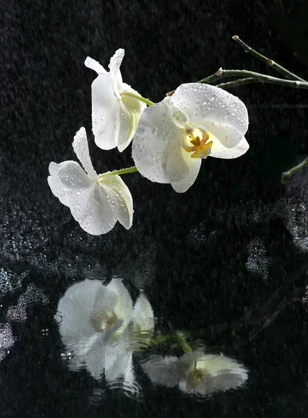 Λευκό όμορφη ορχιδέα — Φωτογραφία Αρχείου