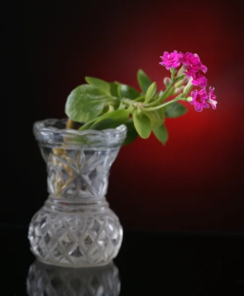 Decoratieve kalanchoe — Stockfoto